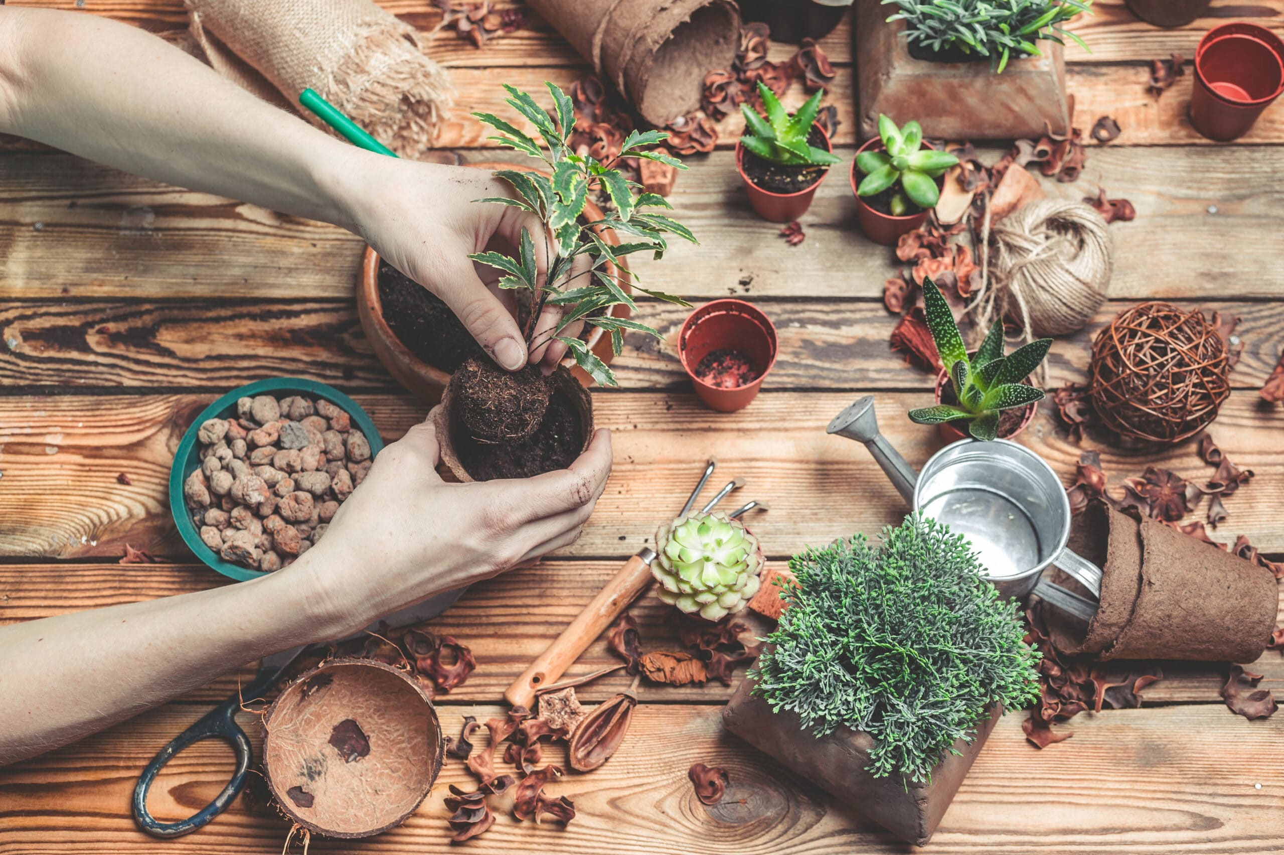 Plant Verkoop -Plant Verkoop AdobeStock 196077463 scaled min