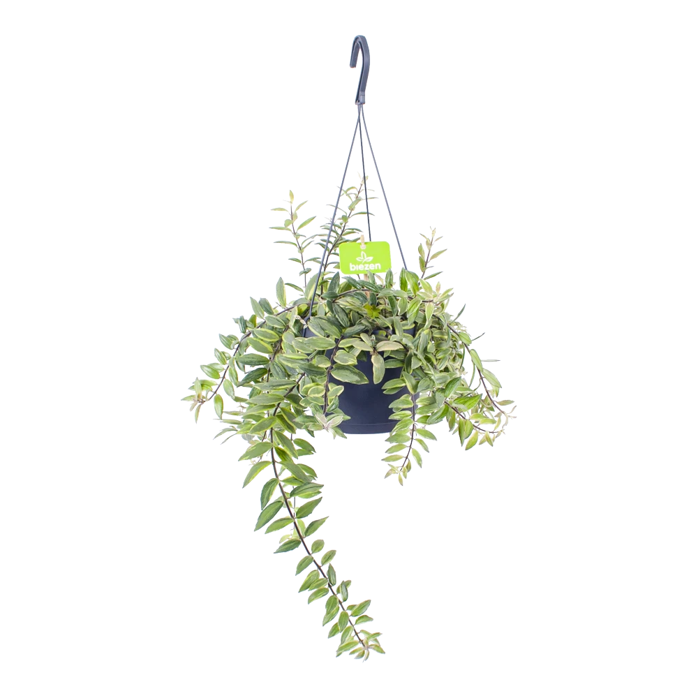 Aeschynanthus Bolero Bicolore - Lipstickplant - In Hangpot - P17 H40 - Kamerplant