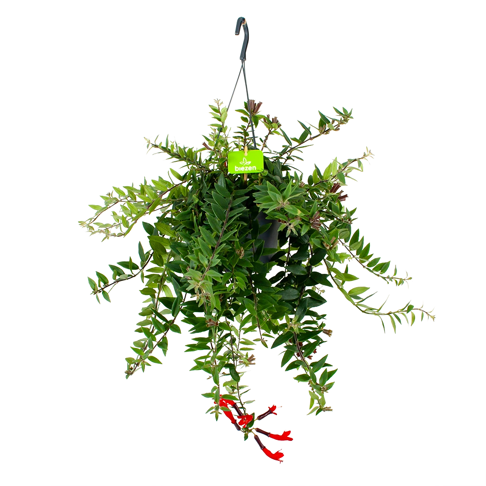 Aeschynanthus Caroline - Lipstickplant - In Hangpot - P17 H40 - Kamerplant 1 Aeschynanthus Caroline - Lipstickplant - In Hangpot - P17 H40 - Kamerplant