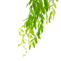 Aeschynanthus Japhrolepis - Lipstickplant - In Hangpot - P15 H20 - Kamerplant -Plant Verkoop aeschynanthus japhrolepis lipstickplant in hangpot p15 6