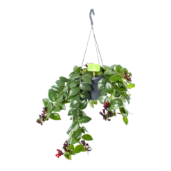 Aeschynanthus Monalisa - Lipstickplant - In Hangpot - P17 H40 - Kamerplant