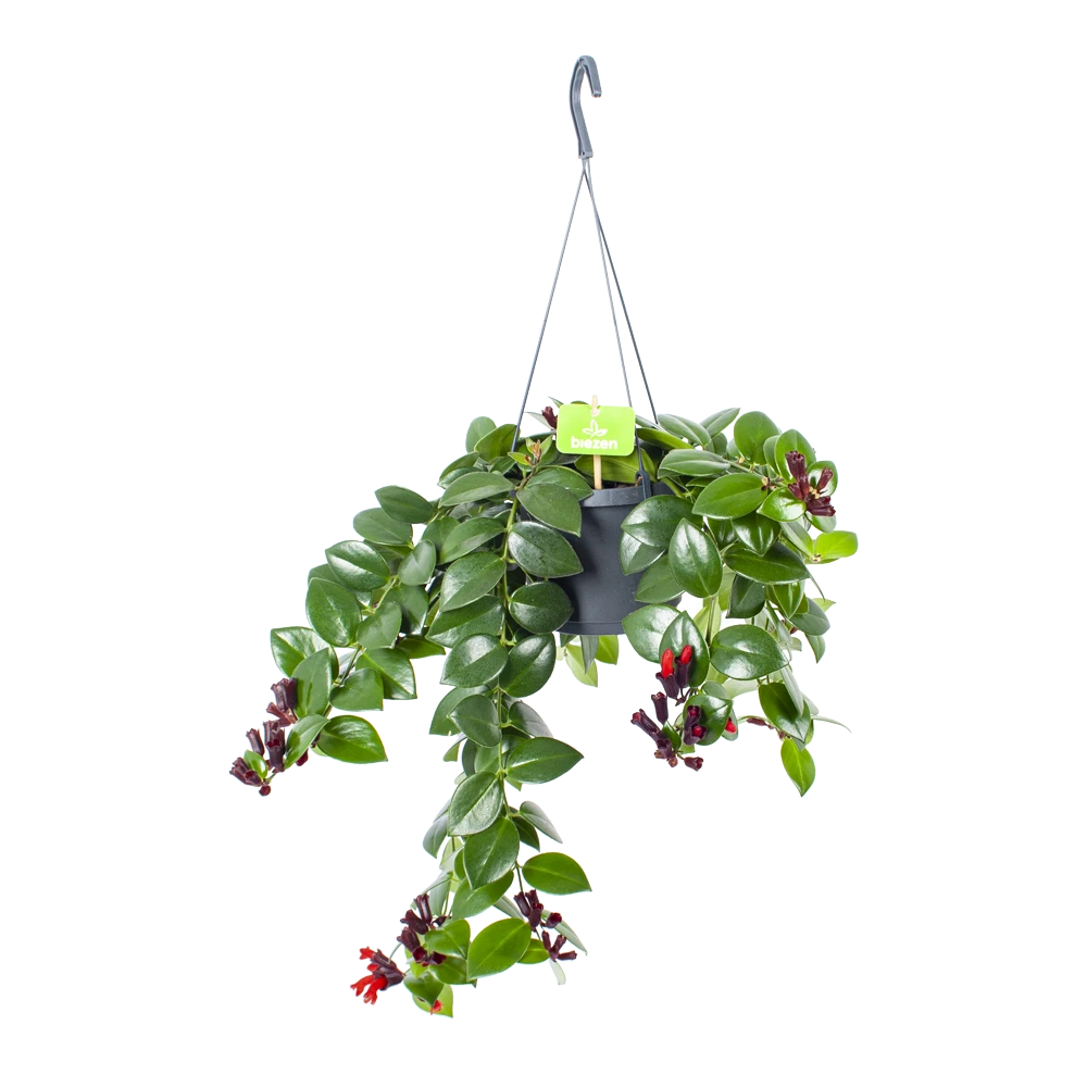 Aeschynanthus Monalisa - Lipstickplant - In Hangpot - P17 H40 - Kamerplant 1 Aeschynanthus Monalisa - Lipstickplant - In Hangpot - P17 H40 - Kamerplant