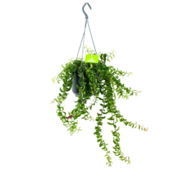 Aeschynanthus Twister - Lipstickplant - In Hangpot - P15 H20 - Kamerplant