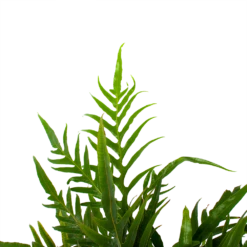 Aglaomorpha Jim - P17 H45 - Kamerplant -Plant Verkoop aglaomorpha jim p17 h45 3