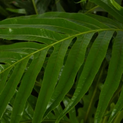 Aglaomorpha Jim - P37 H75 - Kamerplant -Plant Verkoop aglaomorpha jim p37 h75 kamerplant 3