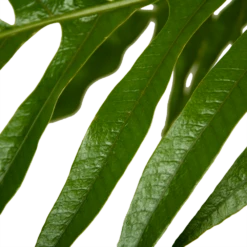 Aglaomorpha Jim - P37 H75 - Kamerplant -Plant Verkoop aglaomorpha jim p37 h75 kamerplant 4