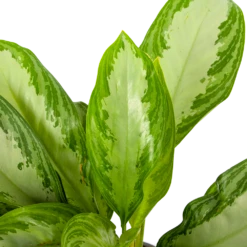 Aglaonema Freedman - P17 H60 - Kamerplant -Plant Verkoop aglaonema freedman p17 h60 5 1