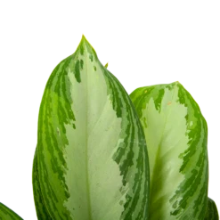Aglaonema Freedman - P17 H60 - Kamerplant -Plant Verkoop aglaonema freedman p17 h60 6 1