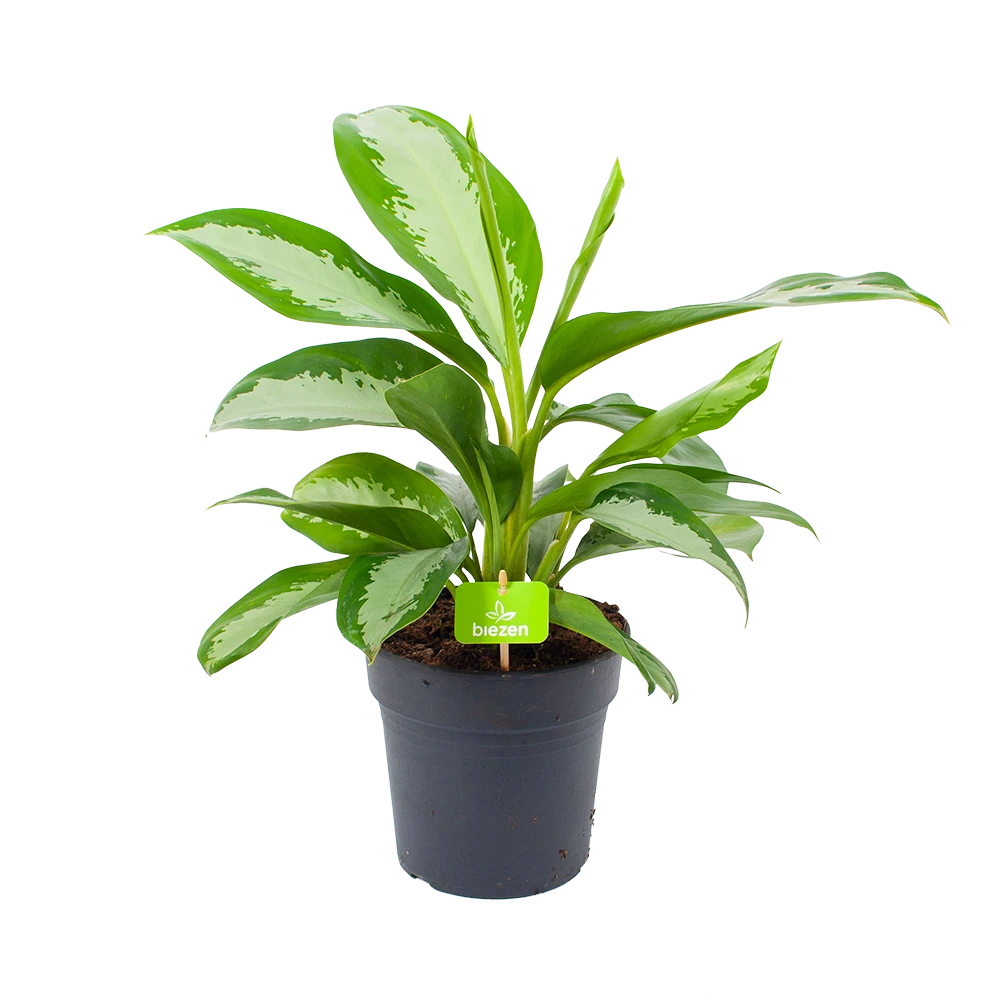 Aglaonema Silver Moon - P19 H50 - Kamerplant 1 Aglaonema Silver Moon - P19 H50 - Kamerplant