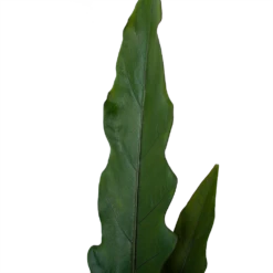 Alocasia Lauterbachiana - Olifantsoor - P19 H70 - Kamerplant -Plant Verkoop alocasia lauterbachiana olifantsoor p19 h70 4