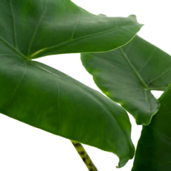 Alocasia Zebrina - Olifantsoor - P21 H70 - Kamerplant -Plant Verkoop alocasia zebrina olifantsoor p21 h100 5