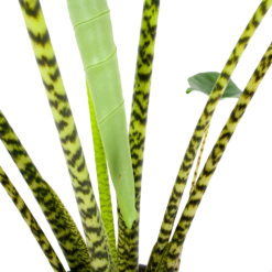 Alocasia Zebrina - Olifantsoor - P32 H120 - Kamerplant -Plant Verkoop alocasia zebrina olifantsoor p32 h120 6