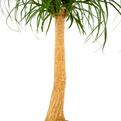 Beaucarnea Recurvata - Op Stam - Olifantenpoot - P27 H100 - Kamerplant -Plant Verkoop beaucarnea recurvata op stam olifantenpoot p27 h100 6 1