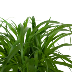 Beaucarnea Recurvata - Op Stam - Olifantenpoot - P32 H130 - Kamerplant -Plant Verkoop beaucarnea recurvata op stam olifantenpoot p32 h130 6 3