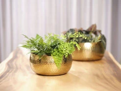 Plantenschaal Kody - D28 X H13cm - Goud -Plant Verkoop bowl kody gold d28 h13 schaal 7 12