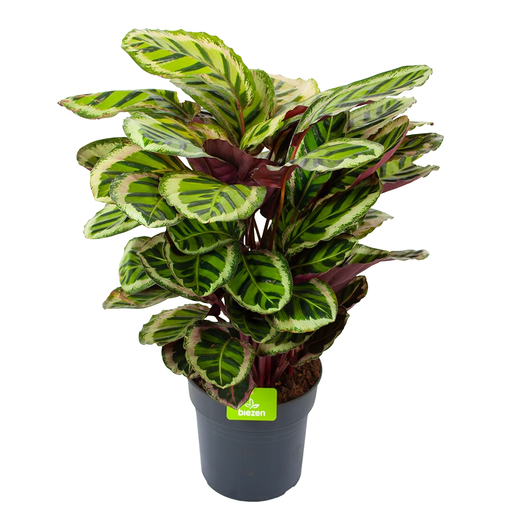 Calathea Angela - Livingplant - P27 H80 - Kamerplant 1 Calathea Angela - Livingplant - P27 H80 - Kamerplant