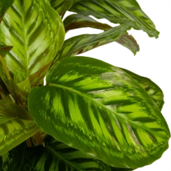Calathea Flamestar - Schaduwplant - P32 H80 - Kamerplant -Plant Verkoop calathea flamestar schaduwplant p32 h80 5