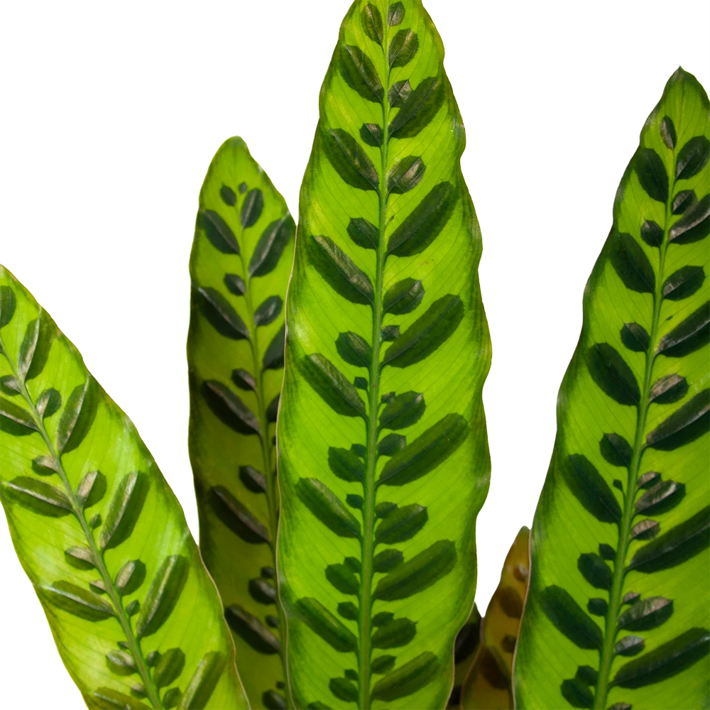 Calathea Insigne - Livingplant - P17 H65 - Kamerplant 2 Calathea Insigne - Livingplant - P17 H65 - Kamerplant - Afbeelding 2