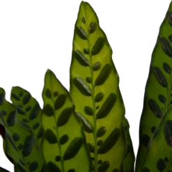 Calathea Insigne - Livingplant - P21 H60 - Kamerplant -Plant Verkoop calathea insigne livingplant p21 h60 4