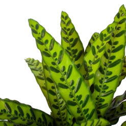 Calathea Insigne - Livingplant - P27 H80 - Kamerplant 6 Calathea Insigne - Livingplant - P27 H80 - Kamerplant -Plant Verkoop calathea insigne livingplant p27 h80 6 3