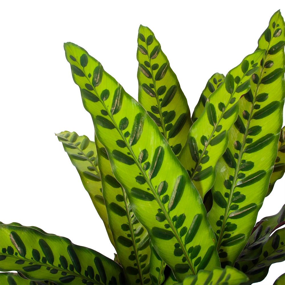 Calathea Insigne - Livingplant - P27 H80 - Kamerplant 3 Calathea Insigne - Livingplant - P27 H80 - Kamerplant - Afbeelding 3