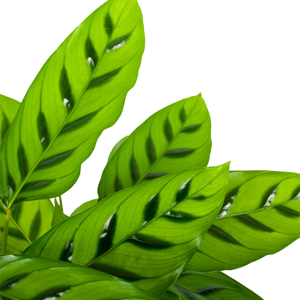 Calathea Leopardina - Schaduwplant - P17 H70 - Kamerplant 2 Calathea Leopardina - Schaduwplant - P17 H70 - Kamerplant - Afbeelding 2