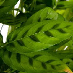 Calathea Leopardina - Schaduwplant - P27 H90 - Kamerplant -Plant Verkoop calathea leopardina schaduwplant p27 h90 kamerplant 4