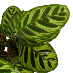 Calathea Makoyana - Pauwenplant - P17 H65 - Kamerplant 6 Calathea Makoyana - Pauwenplant - P17 H65 - Kamerplant -Plant Verkoop calathea makoyana pauwenplant p17 h65 6 2