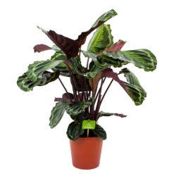 Nieuwe uitgaven 11 Calathea Medaillon - Schaduwplant - P19 H75 - Kamerplant