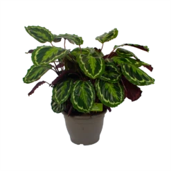 Calathea Medaillon - Schaduwplant - P32 H80 - Kamerplant -Plant Verkoop calathea medaillon schaduwplant p32 h80 2