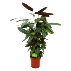 Calathea Oppenheimiana - Pauwenplant - P21 H105 - Kamerplant