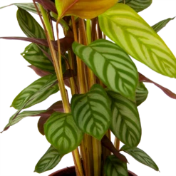 Calathea Oppenheimiana - Schaduwplant - P17 H65 - Kamerplant -Plant Verkoop calathea oppenheimiana schaduwplant p17 h65 6