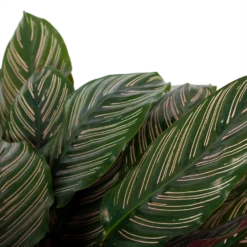 Calathea Ornata - Livingplant - P27 H80 - Kamerplant -Plant Verkoop calathea ornata livingplant p27 h80 6 3