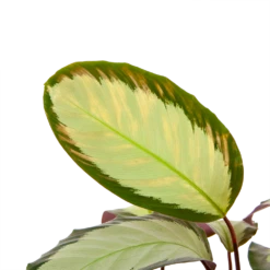 Calathea Picturata - Livingplant - P17 H65 - Kamerplant -Plant Verkoop calathea picturata livingplant p17 h65 5