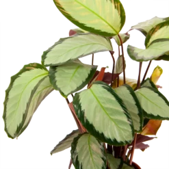 Calathea Picturata - Livingplant - P17 H65 - Kamerplant -Plant Verkoop calathea picturata livingplant p17 h65 6