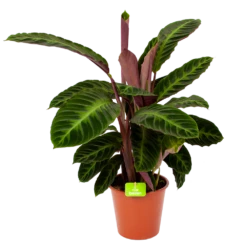 Nieuwe uitgaven 21 Calathea Warcewiczii - Livingplant - P19 H75 - Kamerplant