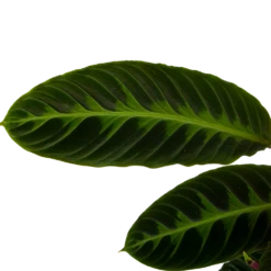 Calathea Warcewiczii - Livingplant - P19 H75 - Kamerplant -Plant Verkoop calathea warcewiczii livingplant p19 h75 6