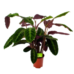 Nieuwe uitgaven 23 Calathea Warcewiczii - Livingplant - P21 H75 - Kamerplant