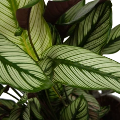 Calathea Whitestar - Schaduwplant - P32 H80 - Kamerplant -Plant Verkoop calathea whitestar schaduwplant p32 h80 6