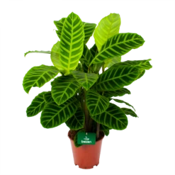 Nieuwe uitgaven 13 Calathea Zebrina - Livingplant - P19 H80 - Kamerplant