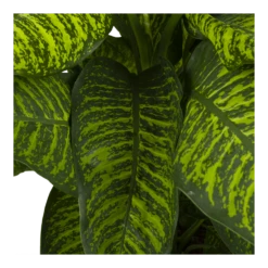 Dieffenbachia Seguine Tropic Jewel - P35 H130 - Kamerplant -Plant Verkoop dieffenbachia seguine tropic jewel p35 h130 4