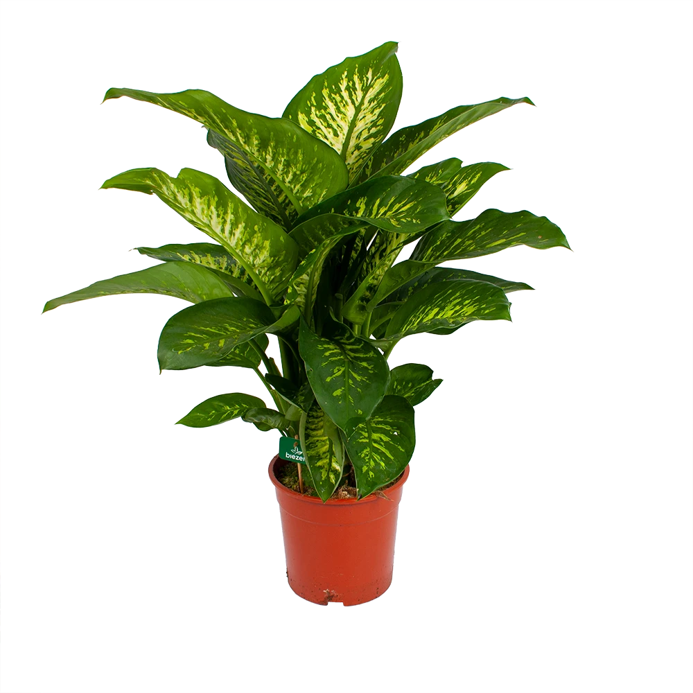 Dieffenbachia Seguine Tropic Snow - P24 H90 - Kamerplant 1 Dieffenbachia Seguine Tropic Snow - P24 H90 - Kamerplant