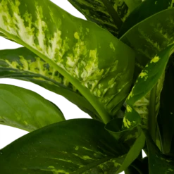 Dieffenbachia Seguine Tropic Snow - P24 H90 - Kamerplant 6 Dieffenbachia Seguine Tropic Snow - P24 H90 - Kamerplant -Plant Verkoop dieffenbachia seguine tropic snow p24 h90 2 4