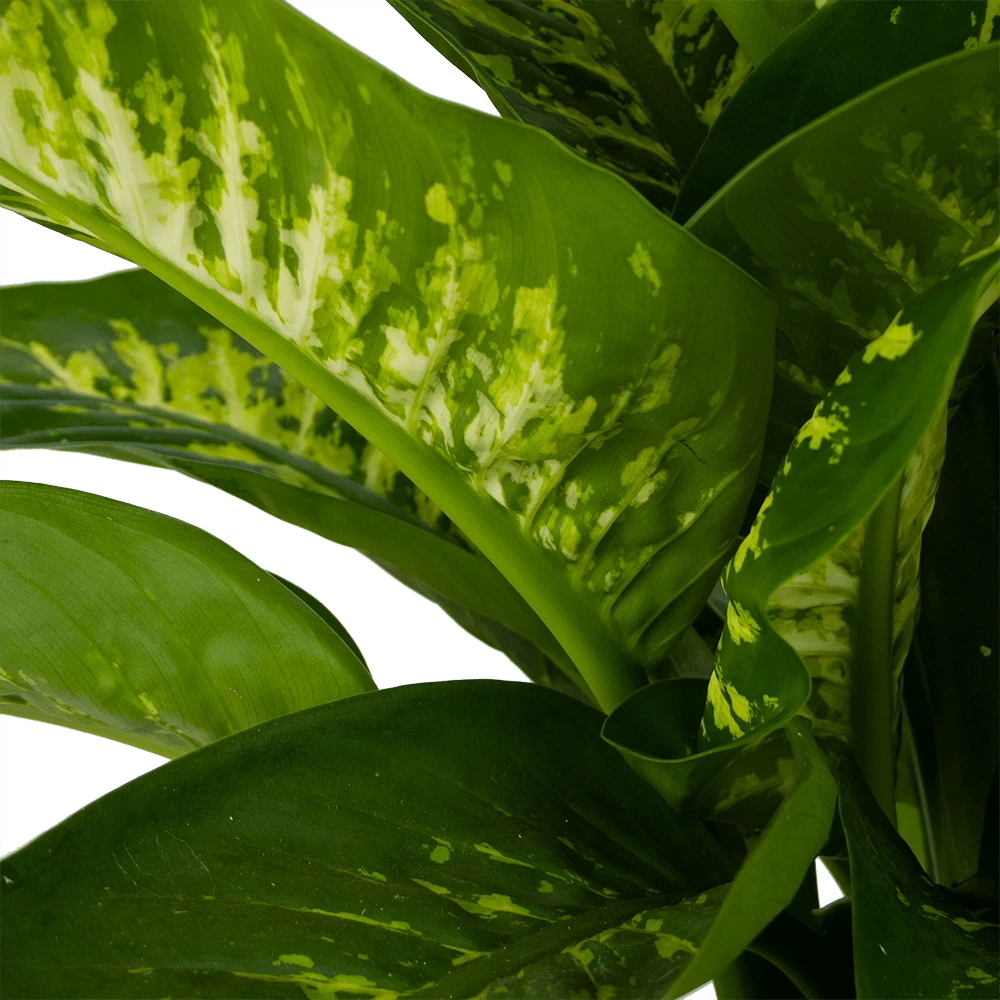 Dieffenbachia Seguine Tropic Snow - P24 H90 - Kamerplant 3 Dieffenbachia Seguine Tropic Snow - P24 H90 - Kamerplant - Afbeelding 3