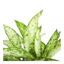 Dieffenbachia Vesuvius - P27 H70 - Kamerplant -Plant Verkoop dieffenbachia vesuvius p27 h70 6