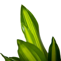 Dracaena Cintho - Op Stam - Drakenbloedboom - P21 H100 - Kamerplant -Plant Verkoop dracaena cintho op stam drakenbloedboom p21 h100 6 1