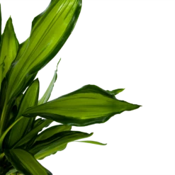 Dracaena Cintho - Op Stam - Drakenbloedboom - P24 H150 - Kamerplant -Plant Verkoop dracaena cintho op stam drakenbloedboom p24 h150 6 1