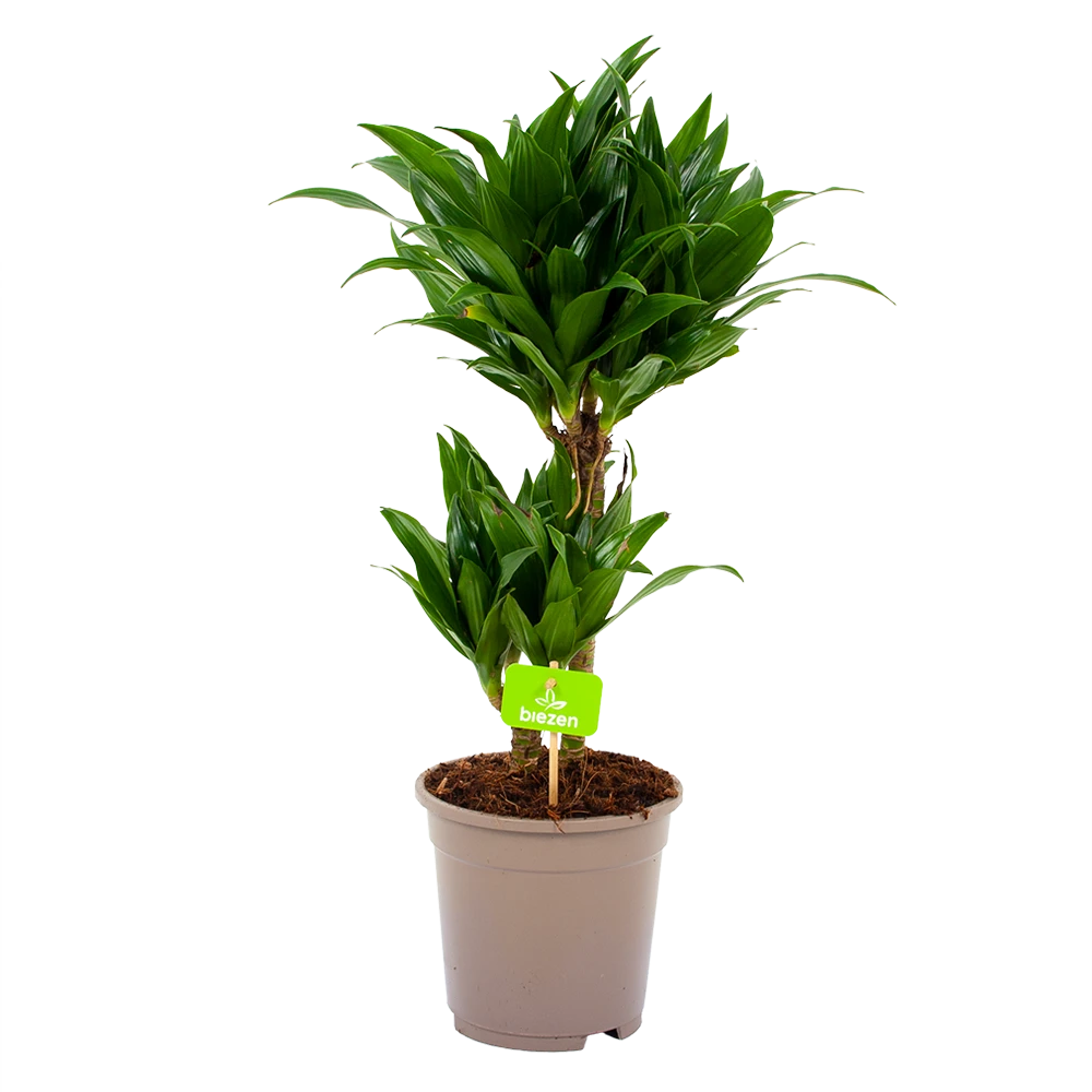 Dracaena Compacta - Op Stam - Drakenbloedboom - P17 H55 - Kamerplant 1 Dracaena Compacta - Op Stam - Drakenbloedboom - P17 H55 - Kamerplant