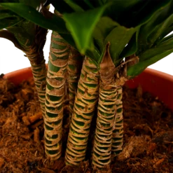 Dracaena Compacta - Vertakt - Drakenbloedboom - P27 H100 - Kamerplant 6 Dracaena Compacta - Vertakt - Drakenbloedboom - P27 H100 - Kamerplant -Plant Verkoop dracaena compacta vertakt drakenbloedboom p27 h100 6 1