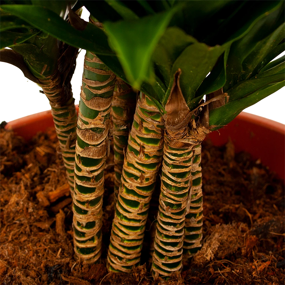 Dracaena Compacta - Vertakt - Drakenbloedboom - P27 H100 - Kamerplant 3 Dracaena Compacta - Vertakt - Drakenbloedboom - P27 H100 - Kamerplant - Afbeelding 3